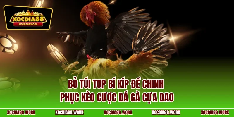 Bỏ túi top bí kíp để chinh phục kèo cược đá gà cựa dao