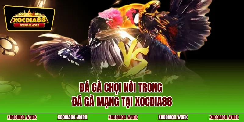 Đá gà chọi nòi trong đá gà mạng tại Xocdia88