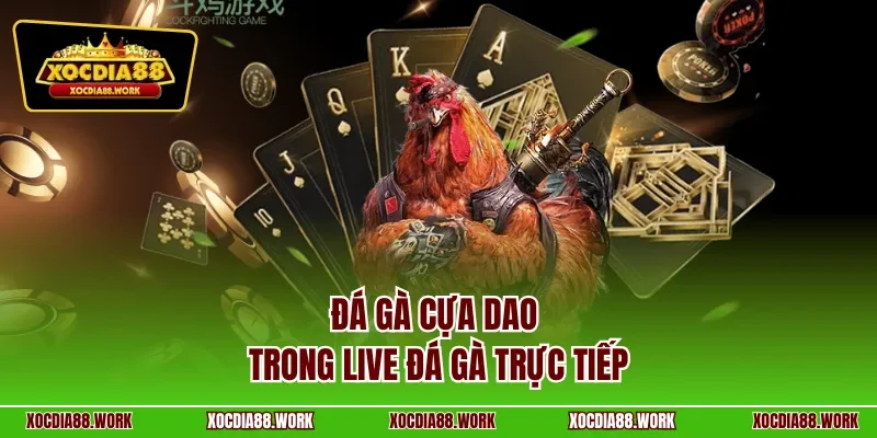 Đá gà cựa dao trong live đá gà trực tiếp