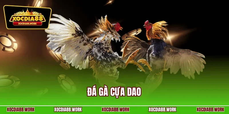 Đá gà cựa dao