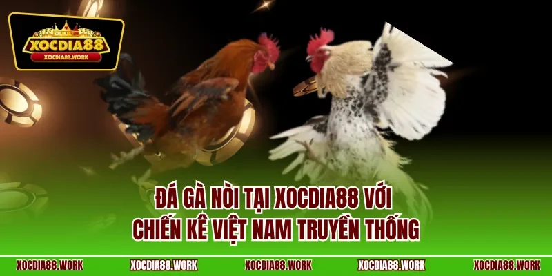 Đá gà Nòi tại Xocdia88 với chiến kê Việt Nam truyền thống