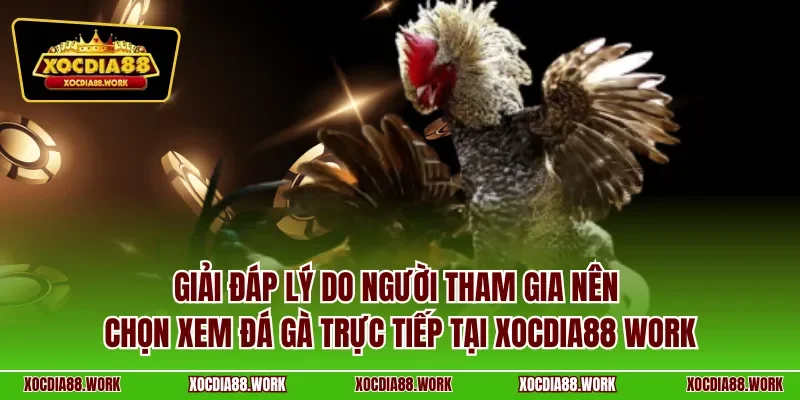 Giải đáp lý do người tham gia nên chọn xem đá gà trực tiếp tại xocdia88 work