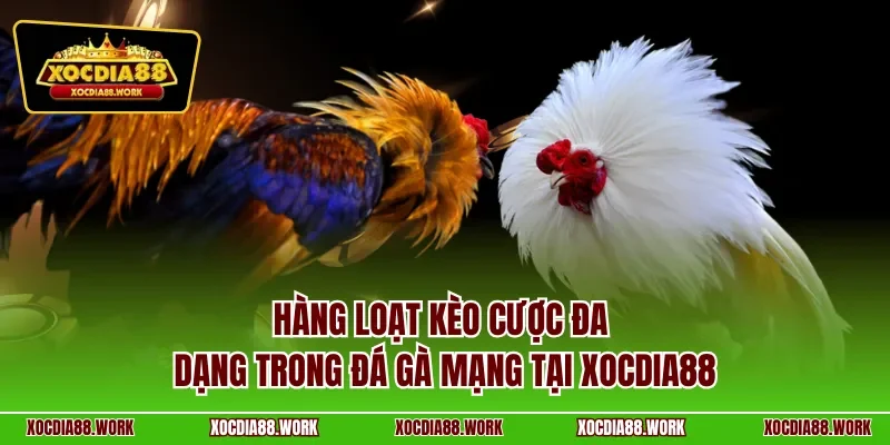 Hàng loạt kèo cược đa dạng trong đá gà mạng tại Xocdia88
