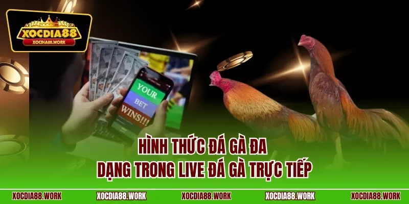 Hình thức đá gà đa dạng trong live đá gà trực tiếp