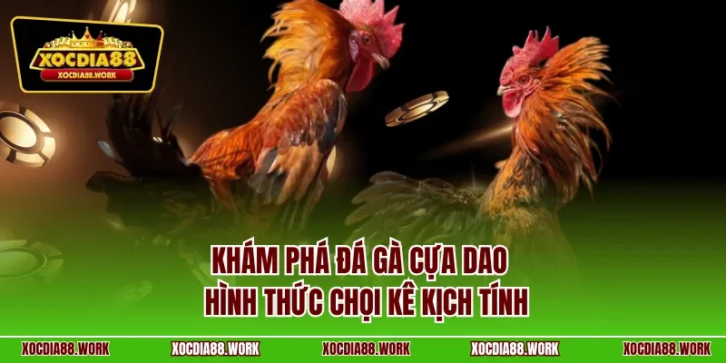 Khám phá đá gà cựa dao – Hình thức chọi kê kịch tính