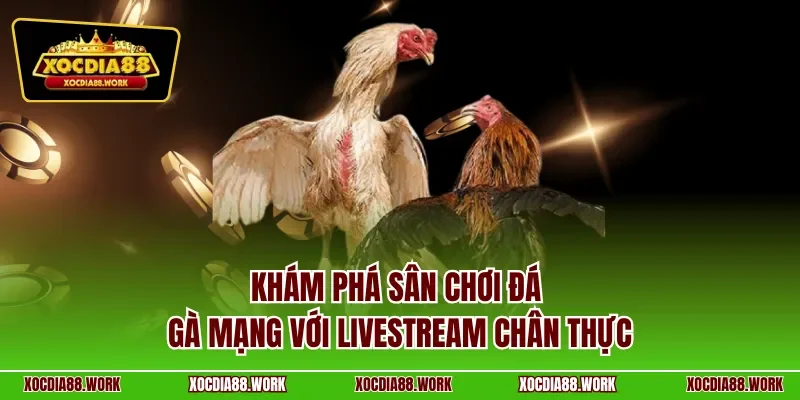 Khám phá sân chơi đá gà mạng với livestream chân thực