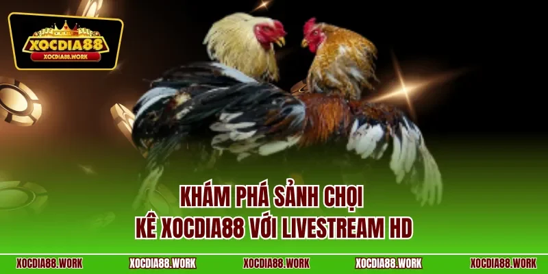 Khám phá sảnh chọi kê Xocdia88 với livestream HD