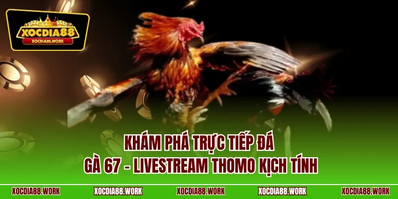 Khám phá trực tiếp đá gà 67 – livestream Thomo kịch tính