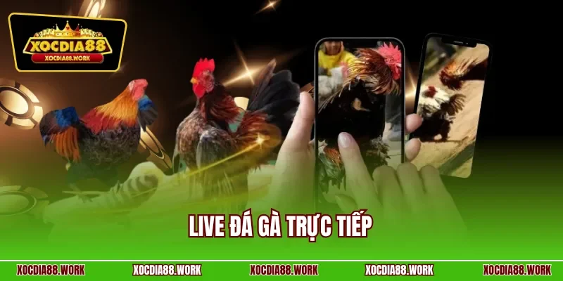 Live đá gà trực tiếp