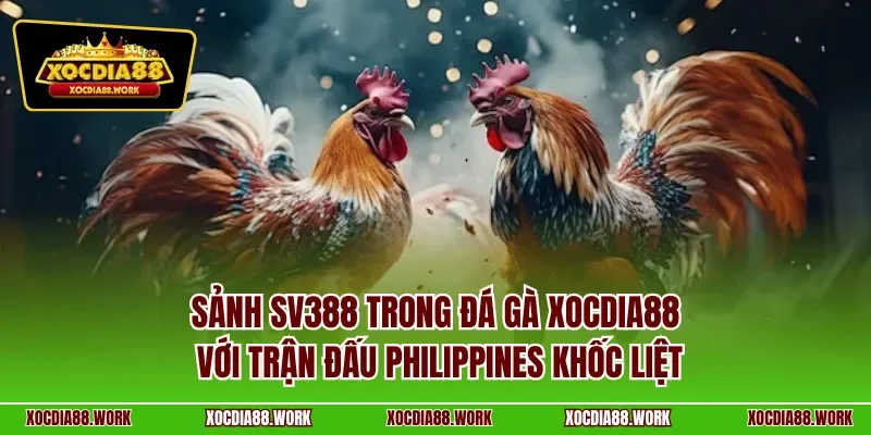 Sảnh SV388 trong đá gà Xocdia88 với trận đấu Philippines khốc liệt