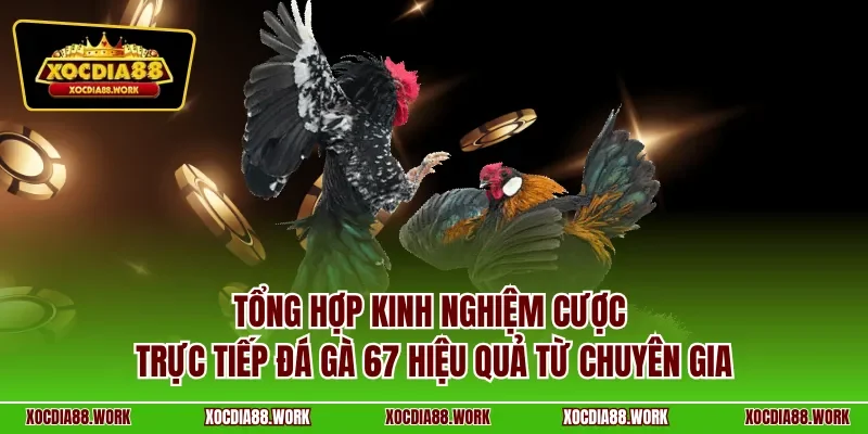 Tổng hợp kinh nghiệm cược trực tiếp đá gà 67 hiệu quả từ chuyên gia