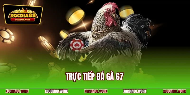Trực tiếp đá gà 67